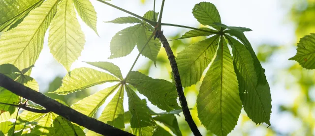 Natur Dekoratives Ahornblatt im Sonnenlicht